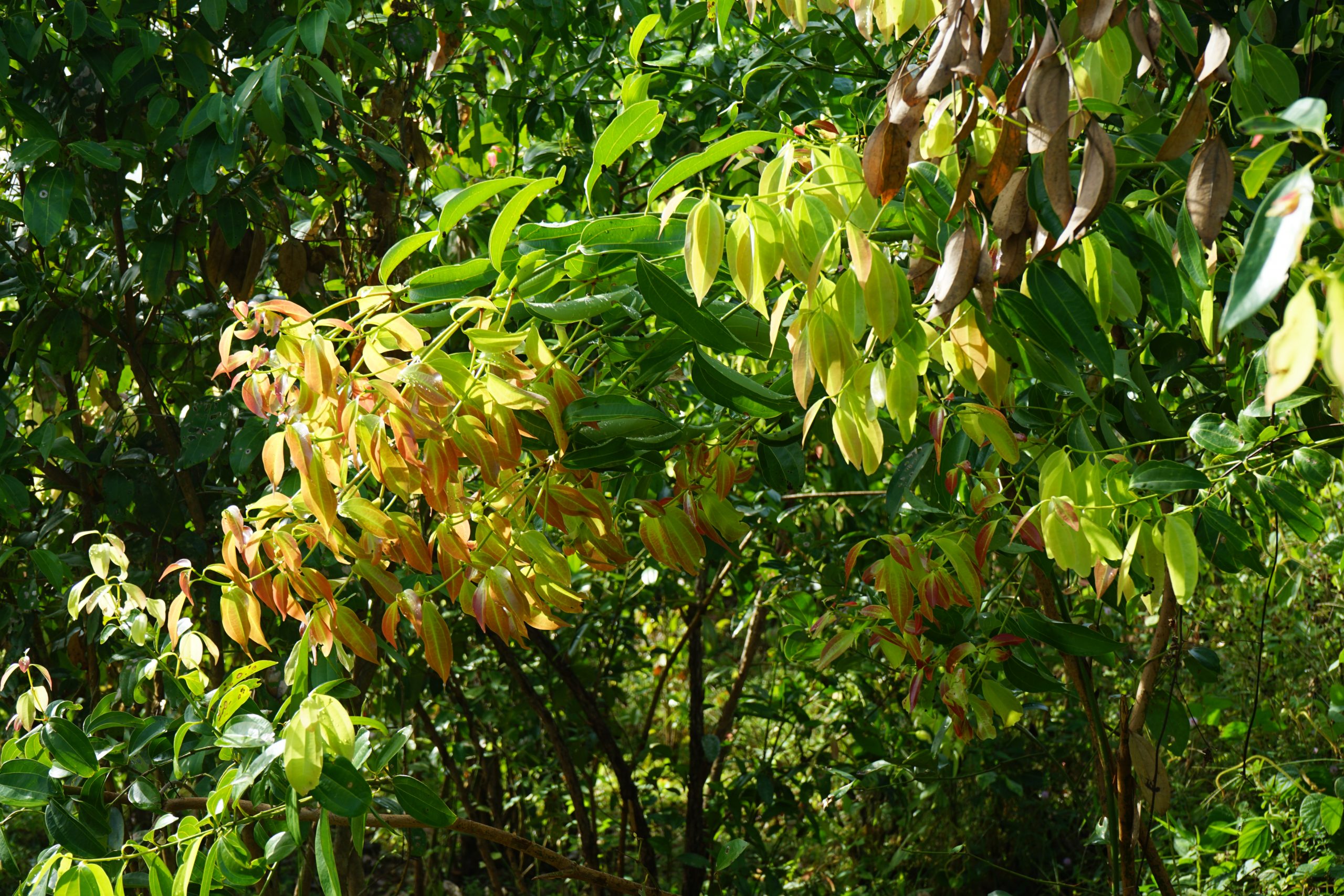 Cinnamon trees growing at the Kurunda estate in Galle