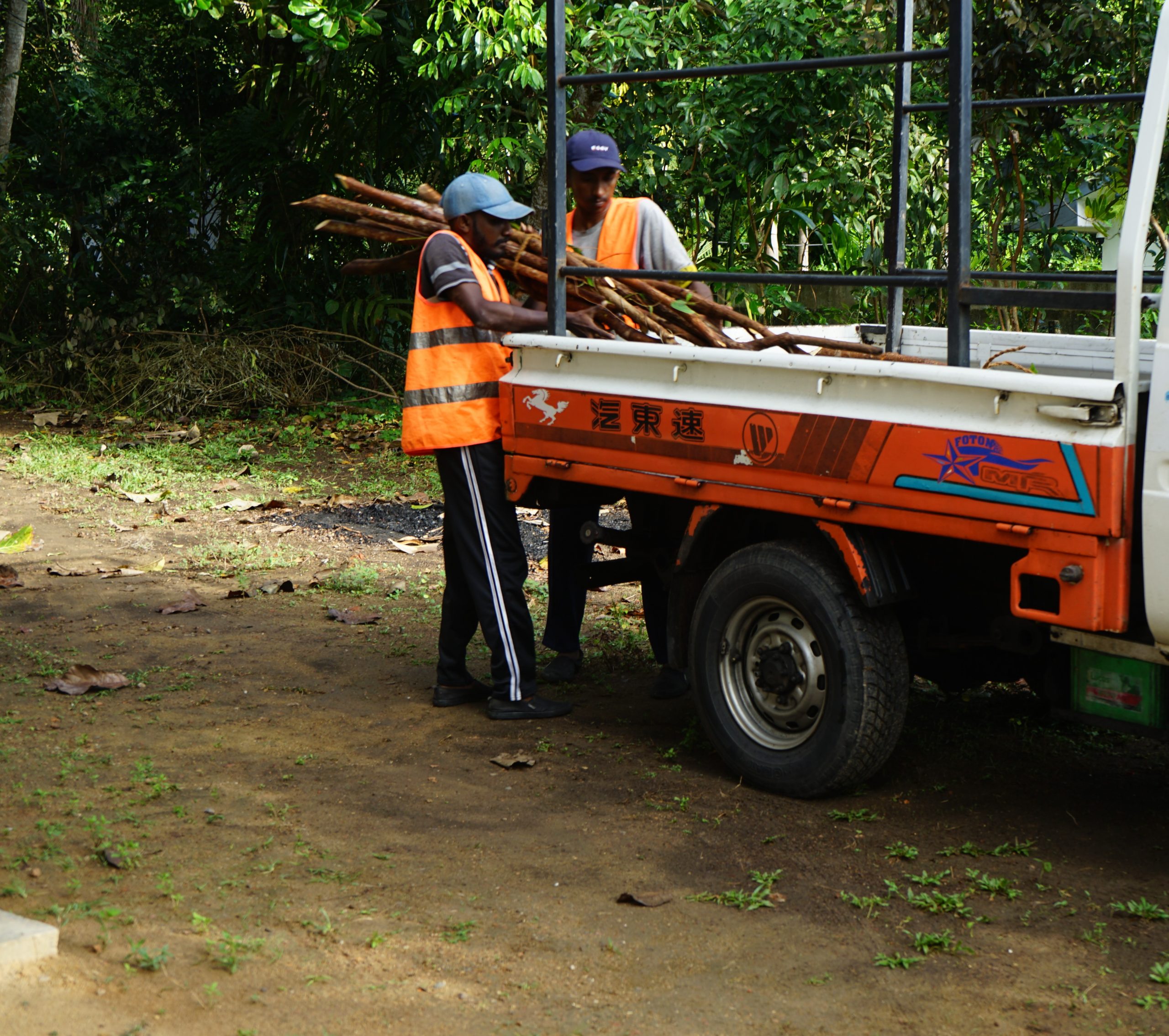 Cinnamon harvest arriving from the estate